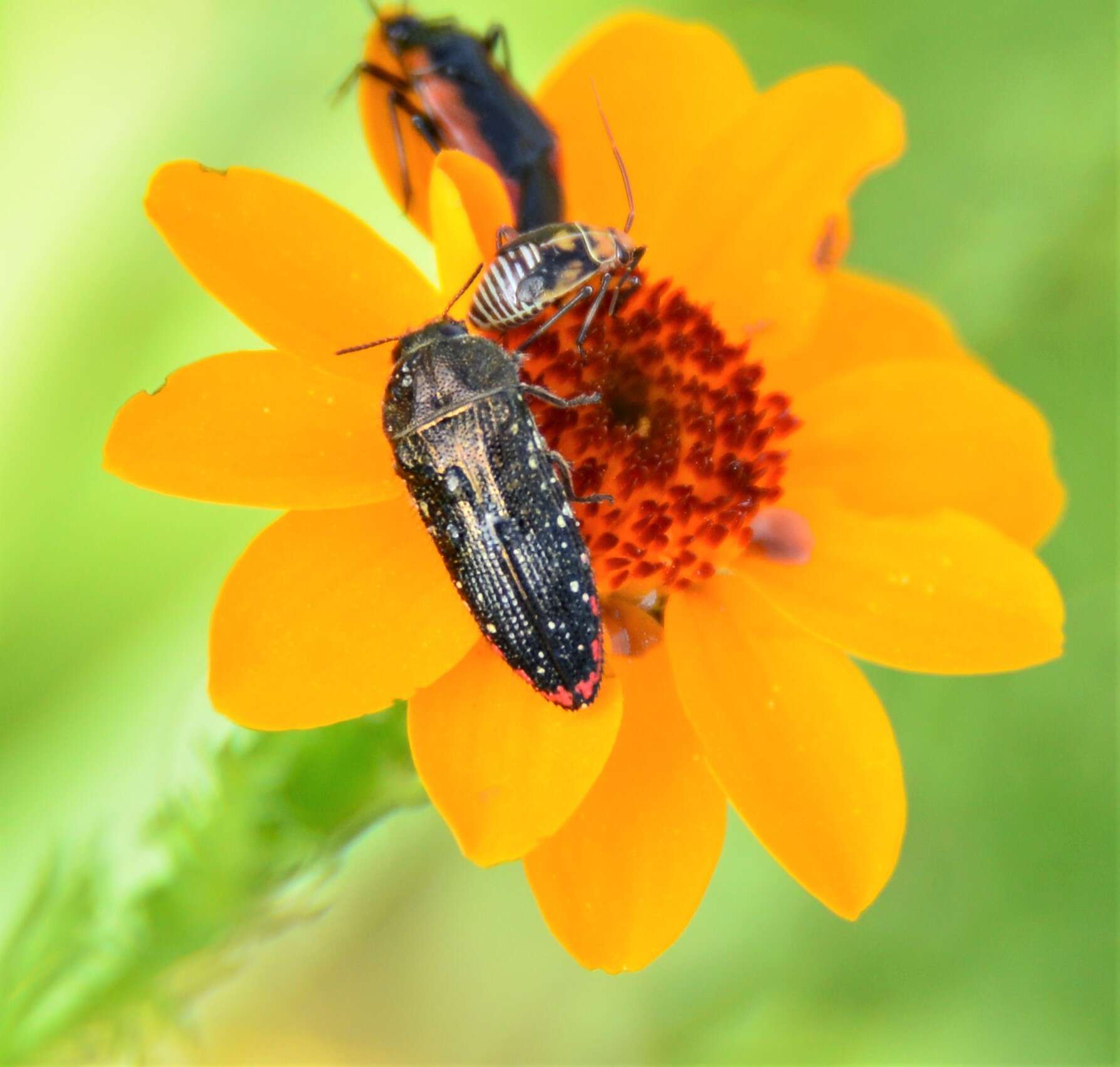 Image de Acmaeodera haemorrhoa Le Conte 1858