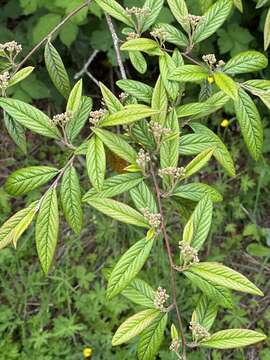 Image of cotoneaster