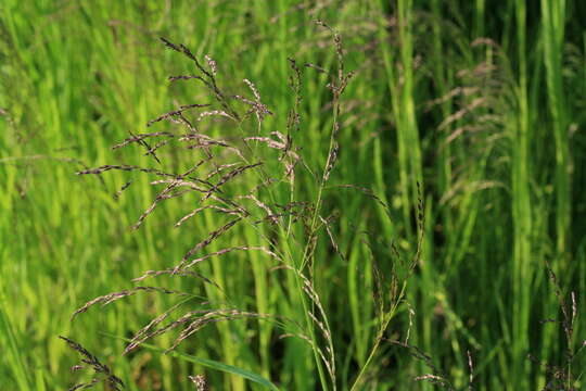 Image of Glyceria arundinacea Kunth