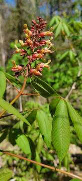 Imagem de Aesculus bushii C. K. Schneid.