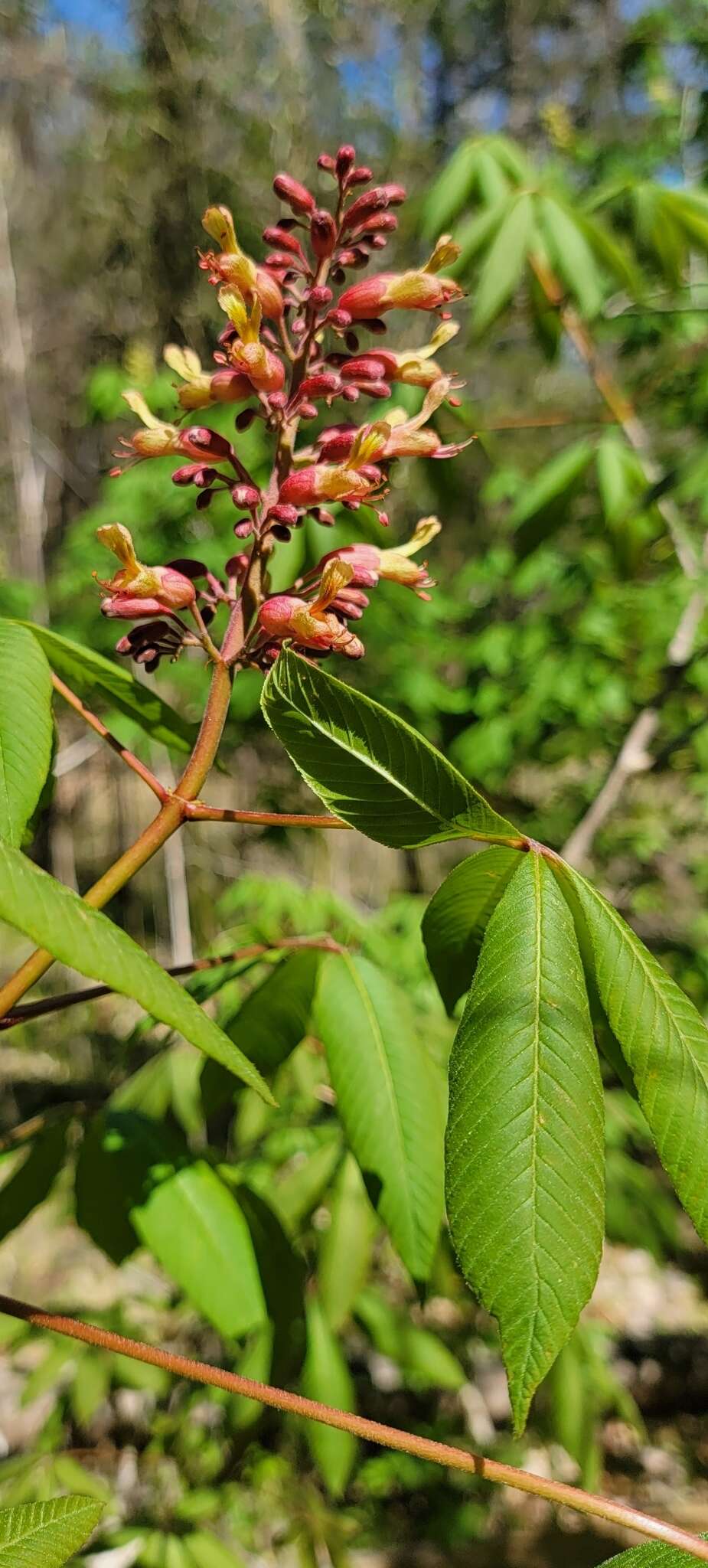 صورة Aesculus bushii C. K. Schneid.