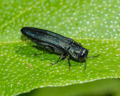 Image of European Oak Borer