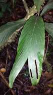 Image of Dypsis catatiana (Baill.) Beentje & J. Dransf.