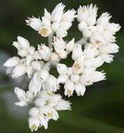 Image of Helichrysum pandurifolium Schrenk