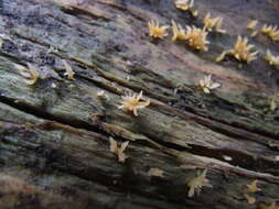 Image de Calocera furcata (Fr.) Fr. 1827