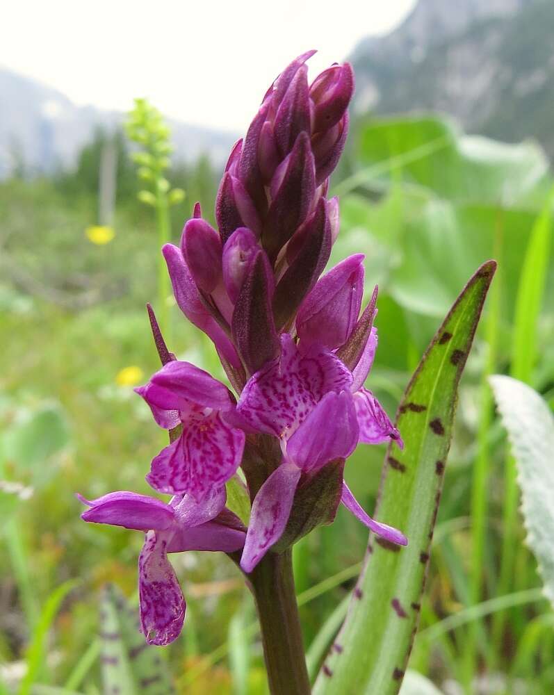 Image de Dactylorhiza lapponica (Laest. ex Hartm.) Soó