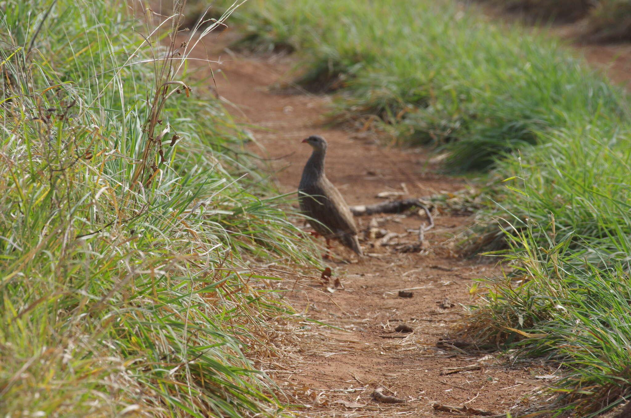 Image of Natal Francolin