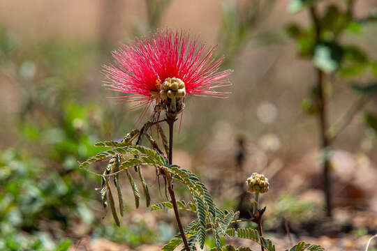 Image of Calliandra dysantha Benth.