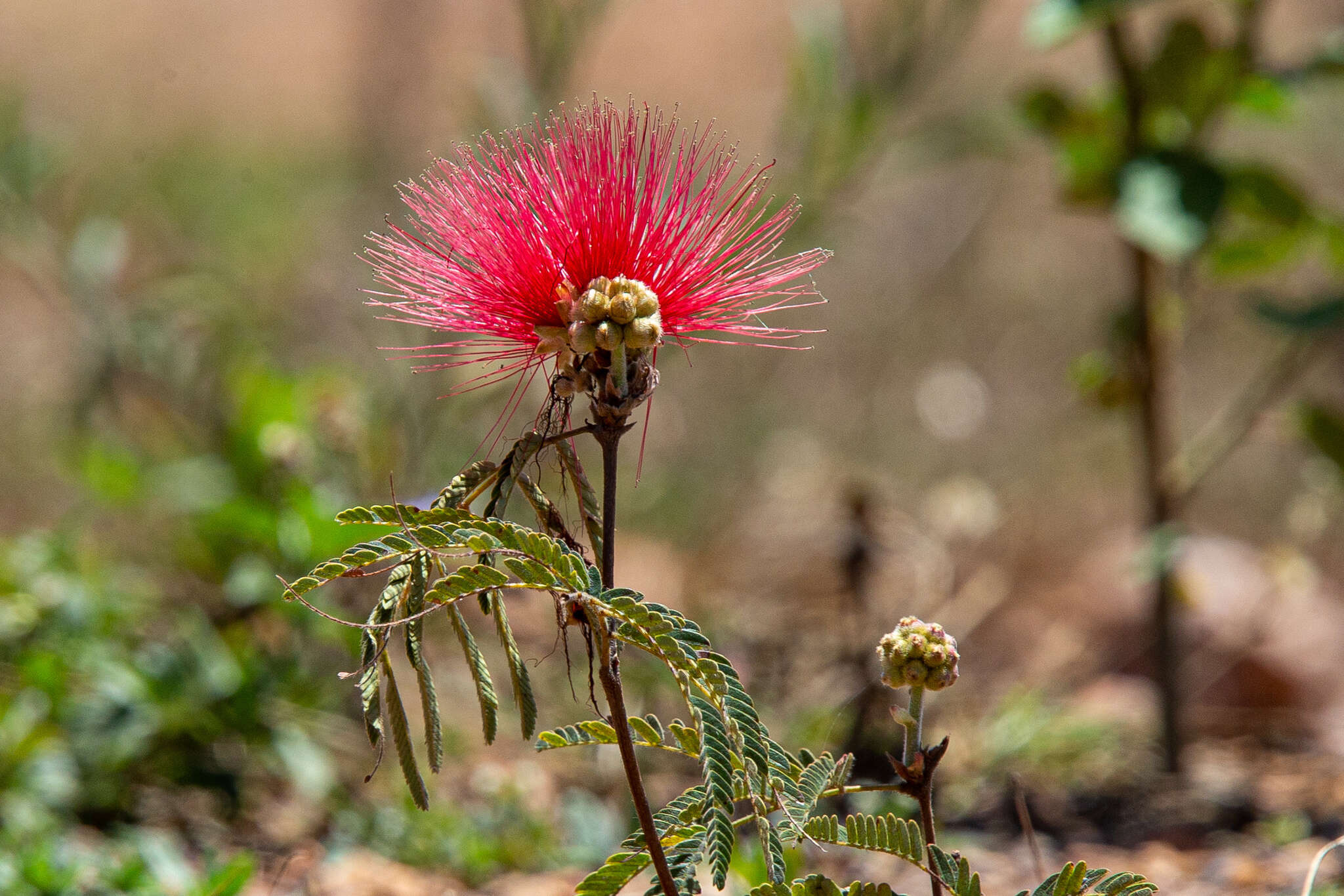 Calliandra dysantha Benth.的圖片