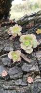 Image of Aeonium percarneum (Murray) J. Pitard & L. Proust