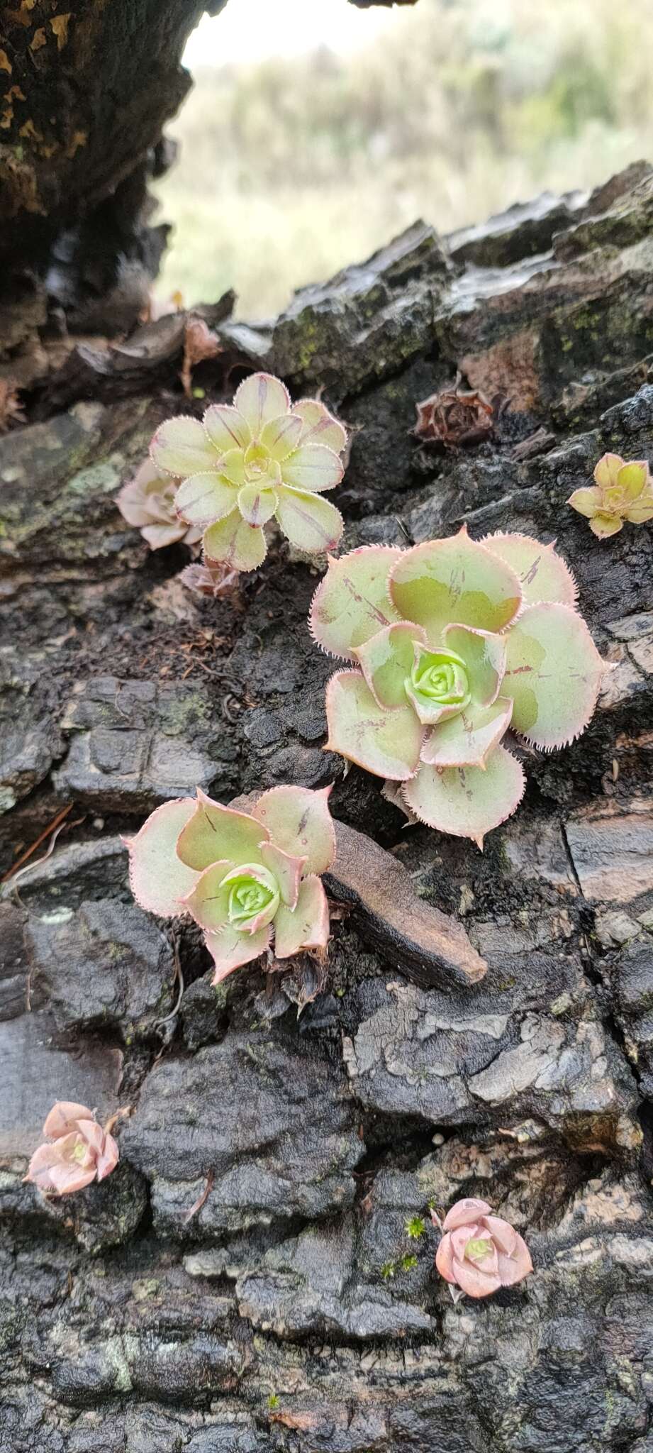 Image of Aeonium percarneum (Murray) J. Pitard & L. Proust