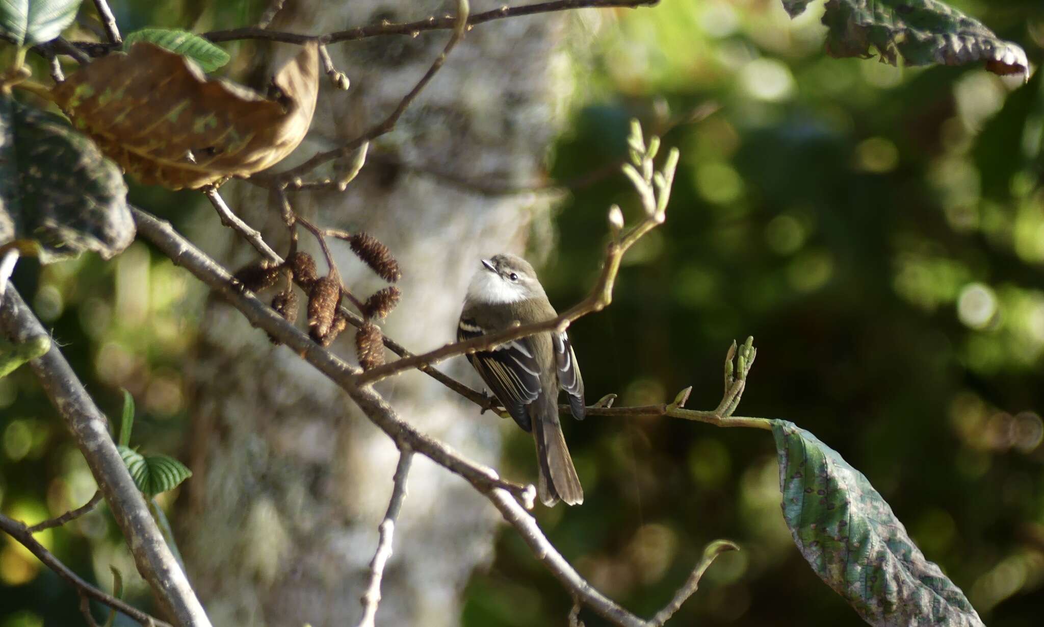 Imagem de Mecocerculus leucophrys leucophrys (d'Orbigny & Lafresnaye 1837)