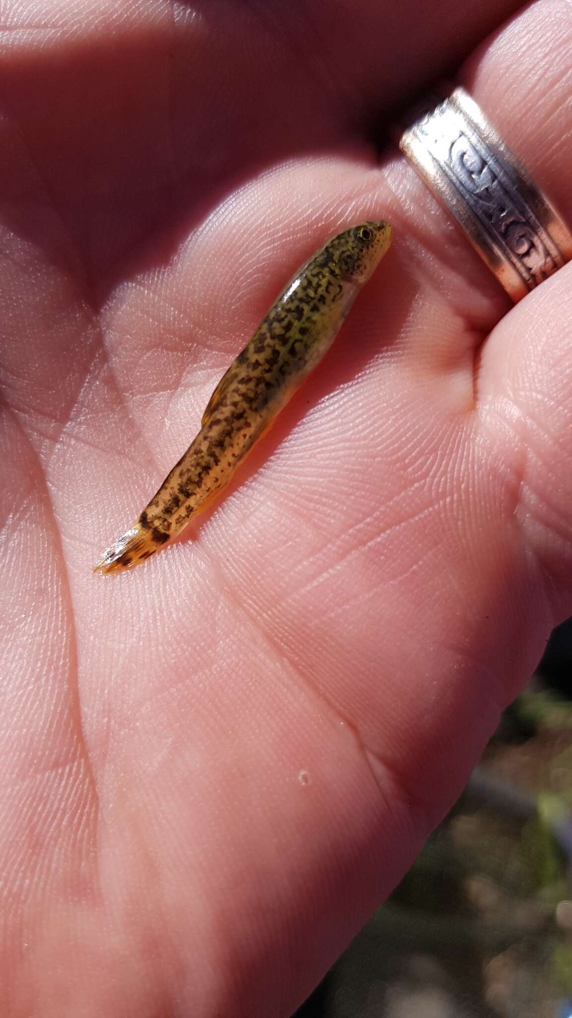 Image of Tiger loach