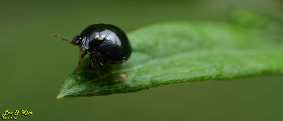 Image of Coptosoma bifaria