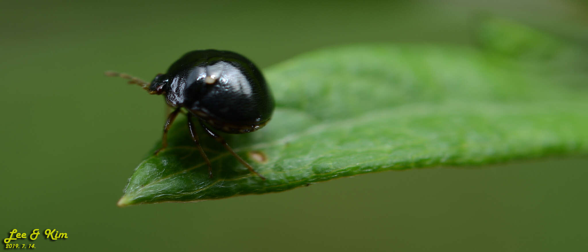 Coptosoma bifaria resmi