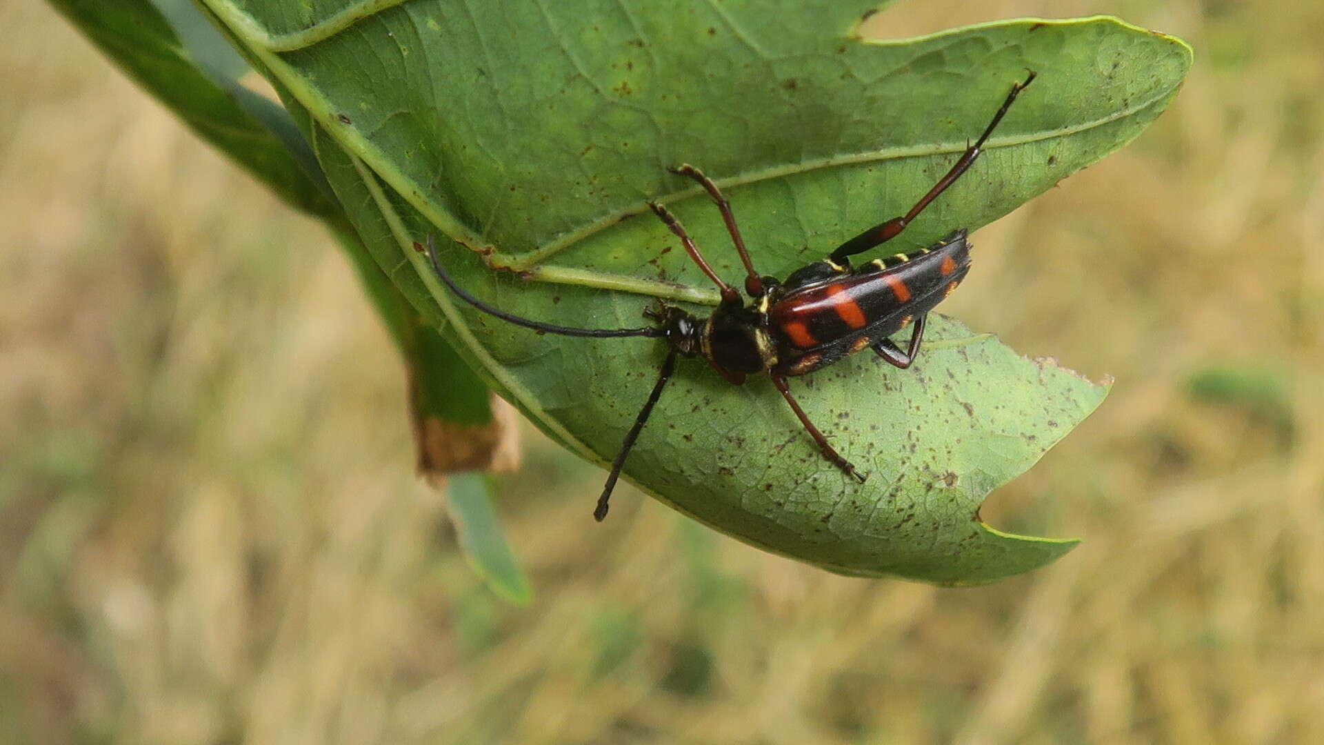 Image of Leptura aurulenta Fabricius 1793