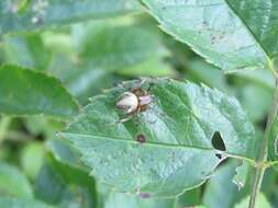 Image of Arabesque Orbweaver