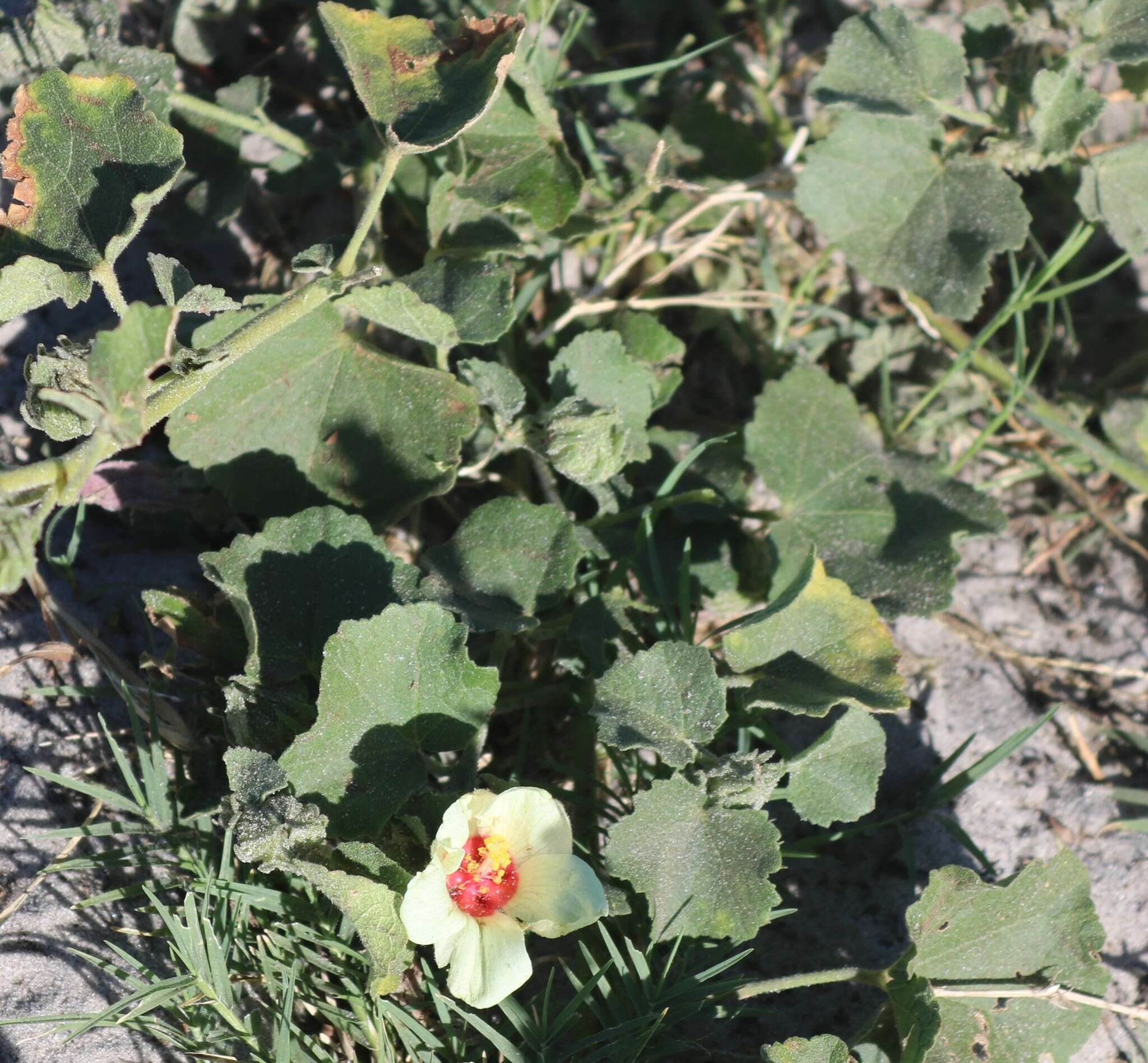 Image de Pavonia senegalensis (Cav.) Leistn.