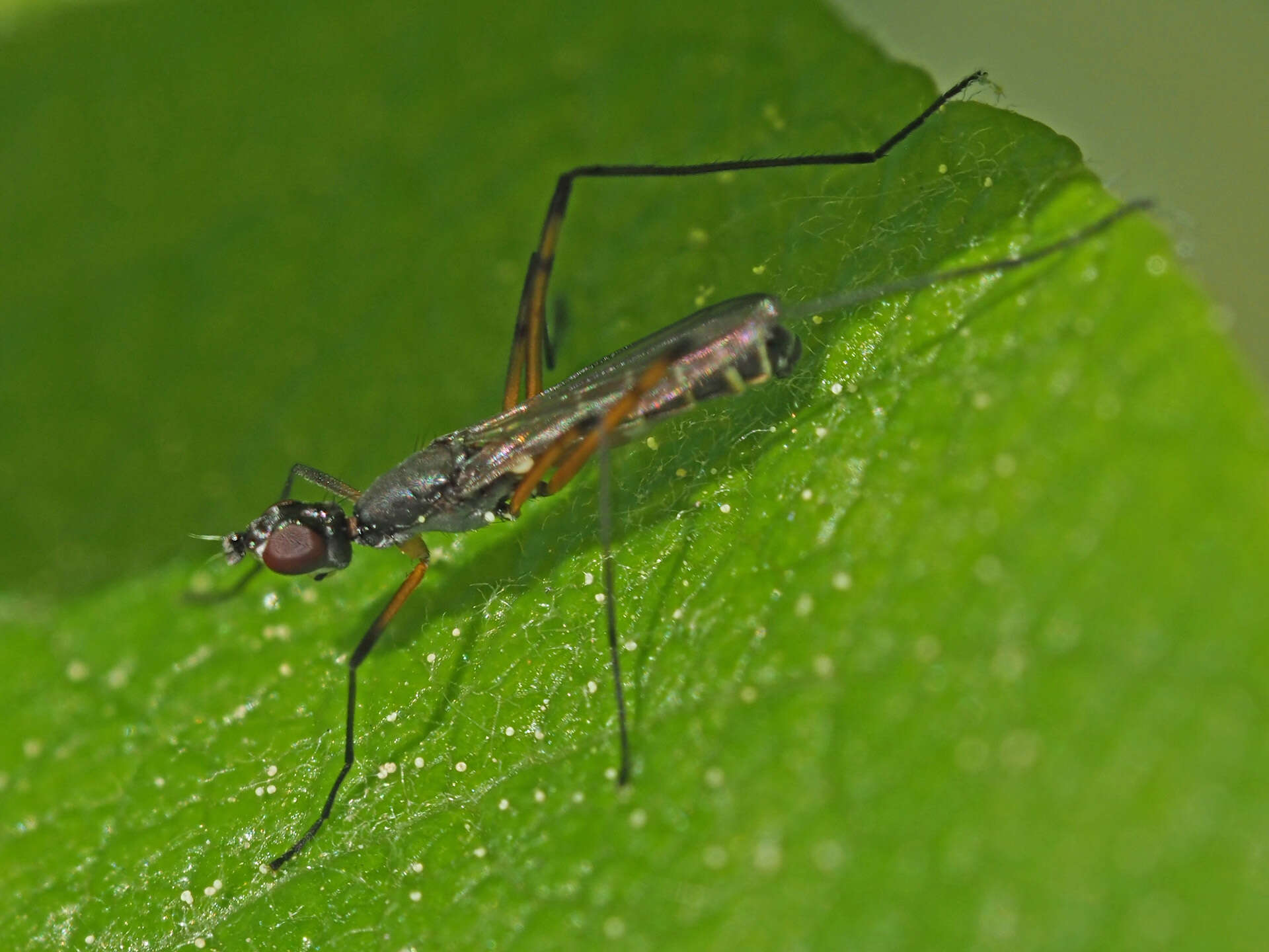 Image of Micropeza corrigiolata (Linnaeus 1767)