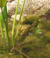 Image of Ruddy Darter