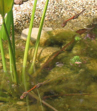 Image of Ruddy Darter