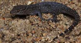 Gymnodactylus darwinii (Gray 1845) resmi