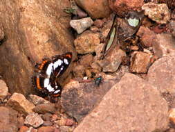 Image of Athyma inara