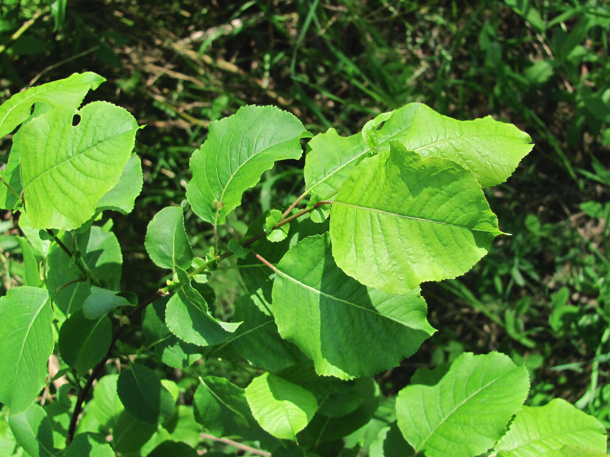 Image de Salix pyrolifolia Ledeb.