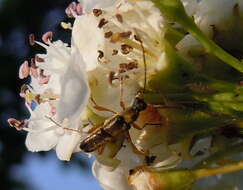 Image of Grammoptera ustulata (Schaller 1783)