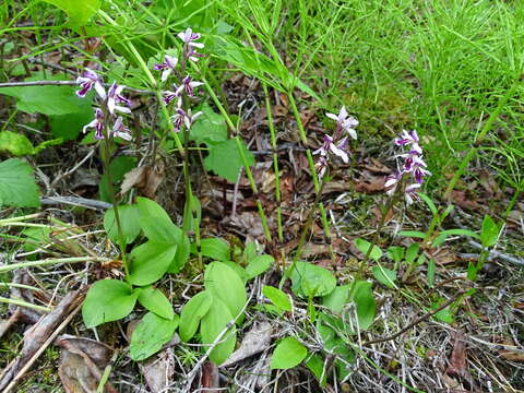 Plancia ëd Galearis rotundifolia f. lineata