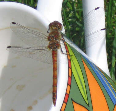 Image of Common Darter