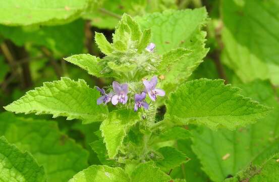 Image of Pignut