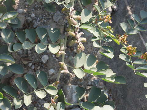 Image of Indigofera coerulea Roxb.