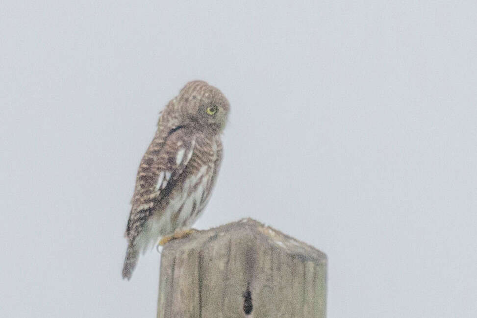 Image of Asian Barred Owlet