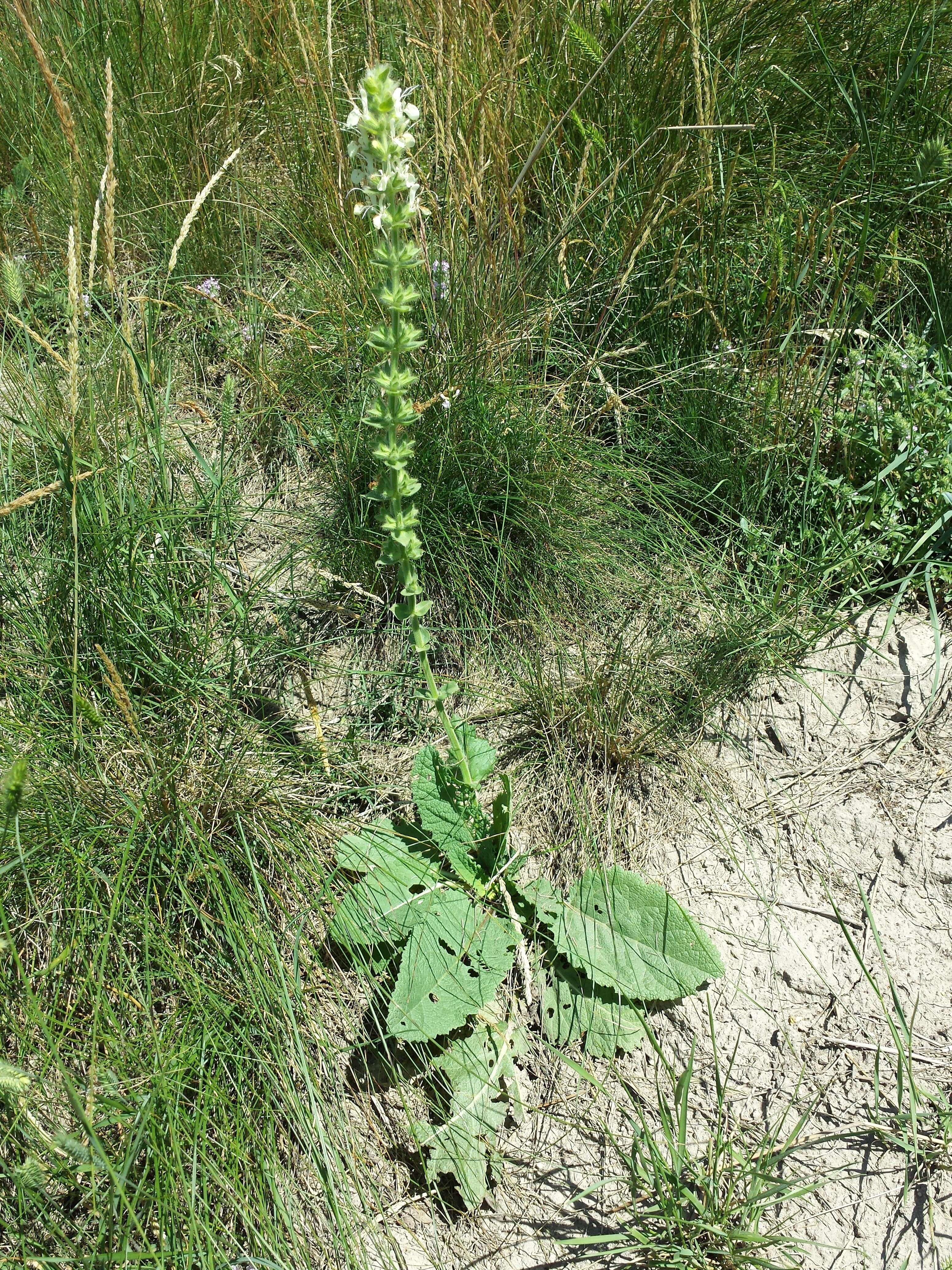 Imagem de Salvia austriaca Jacq.