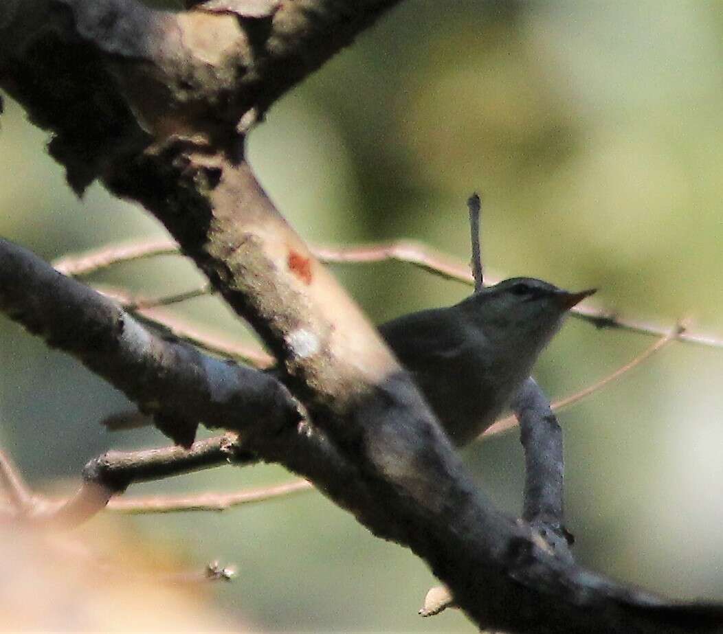 Image of Greenish Warbler