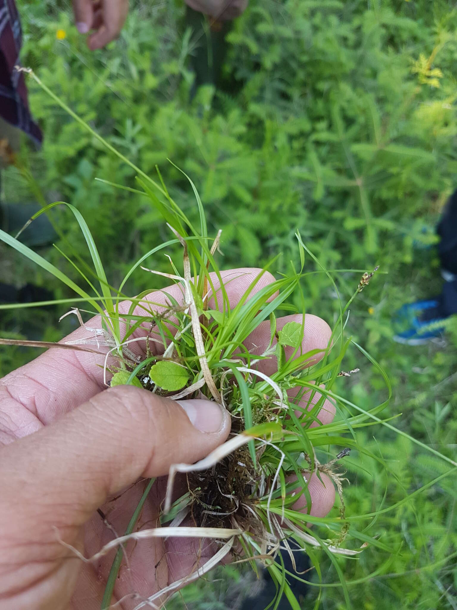 Image of low northern sedge