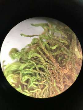 Image of Reinwardt's zygodon moss