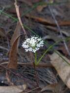 Image of Trachymene incisa subsp. incisa