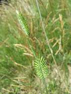 Image of wheatgrass