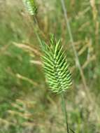 Image of wheatgrass