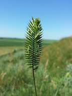 Image of wheatgrass