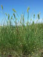 Image of wheatgrass