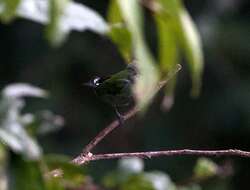 Image of Silver-backed Tanager