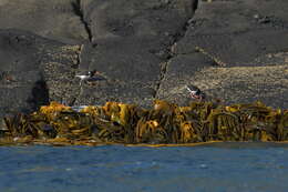 Image of Chatham Island Pied Oystercatcher