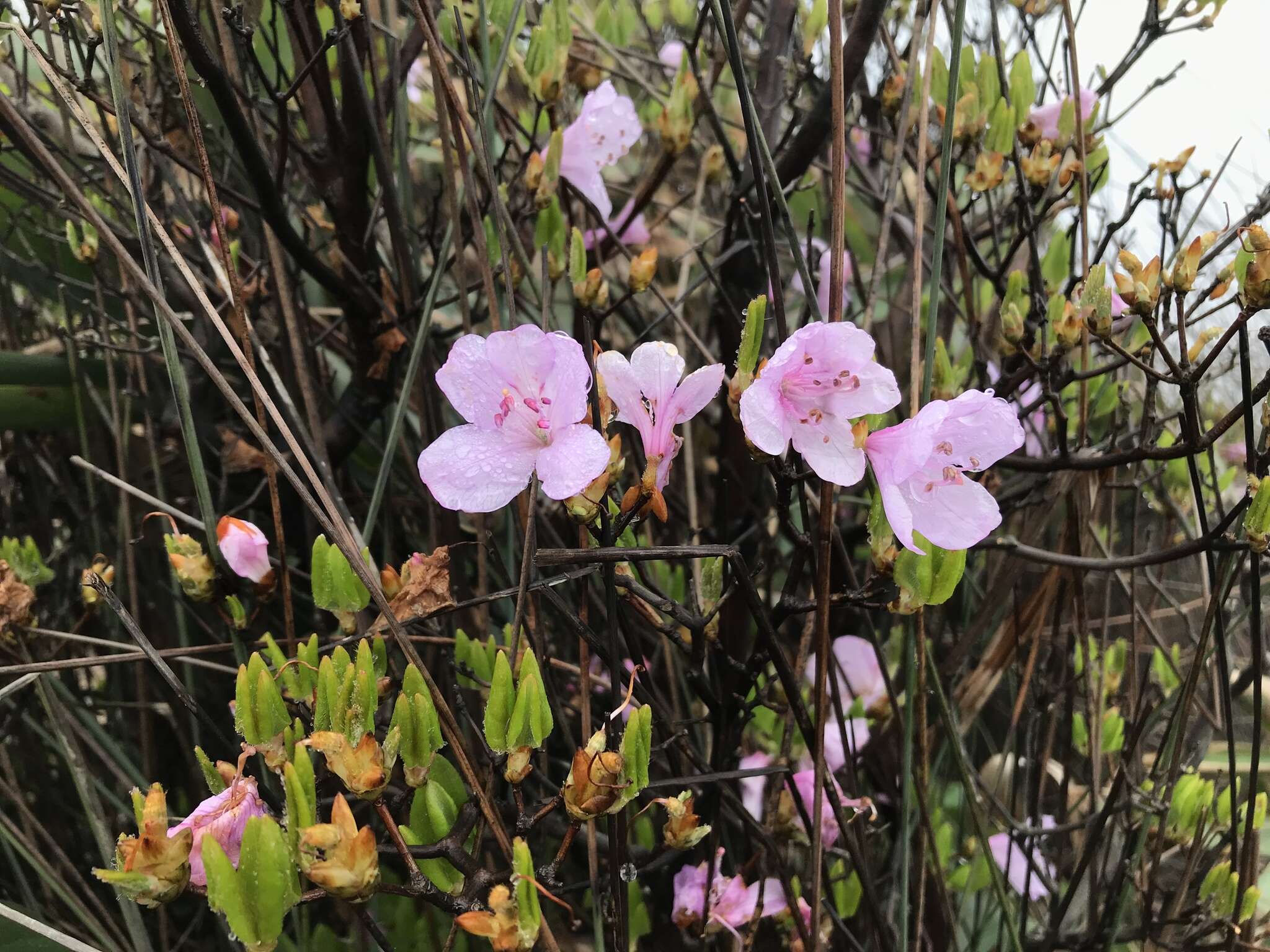 صورة Rhododendron farrerae Tate ex Sweet