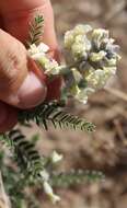 Image of silky sophora