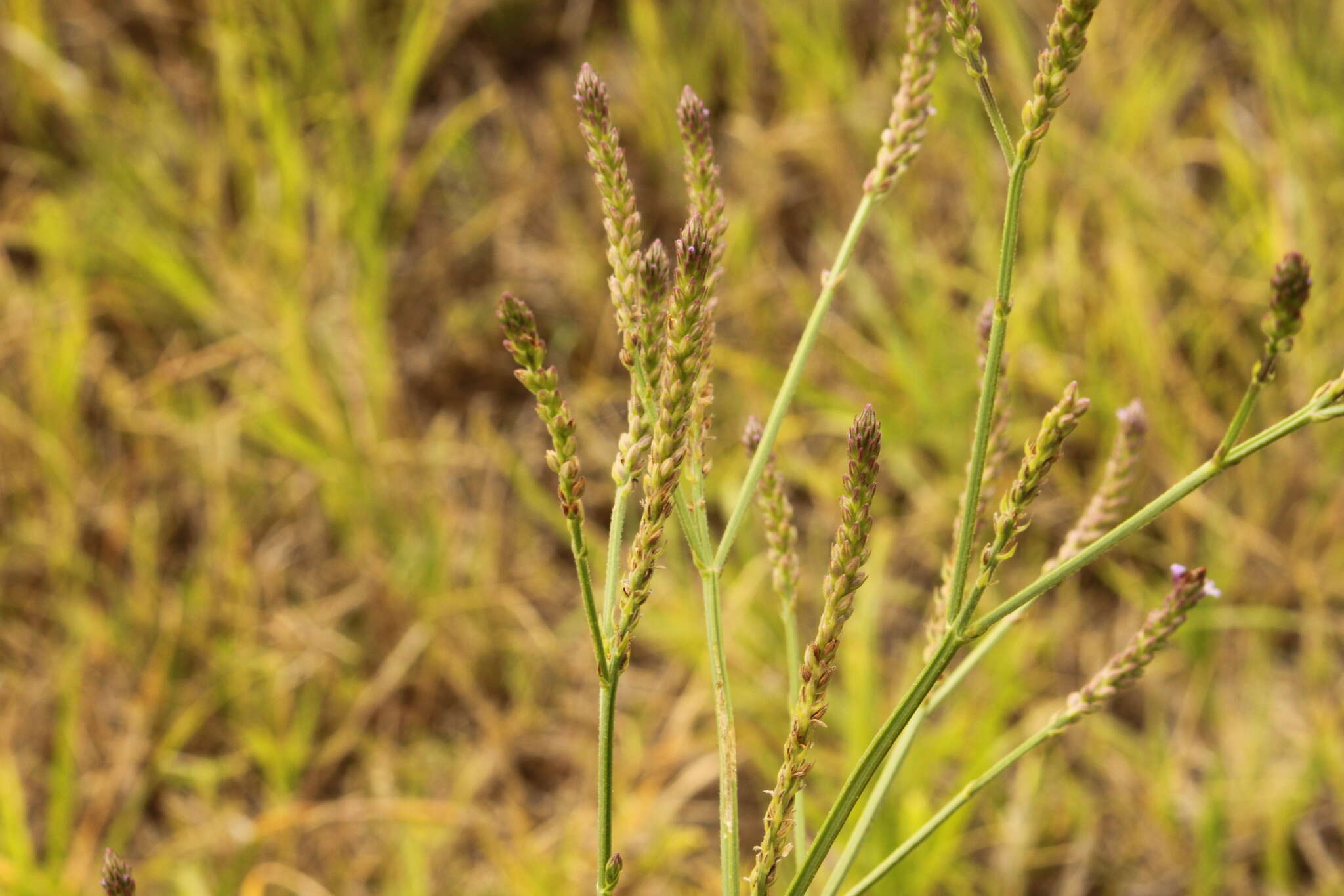 Image of <i>Verbena <i>litoralis</i></i> var. litoralis