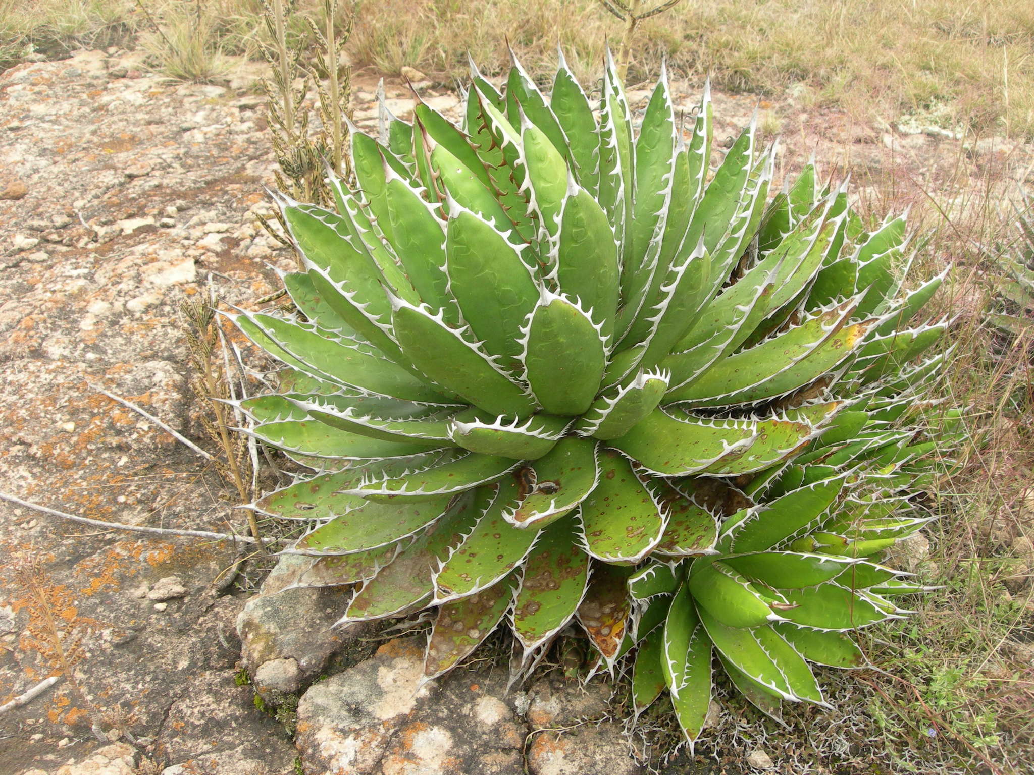 Agave horrida Lem. ex Jacobi resmi