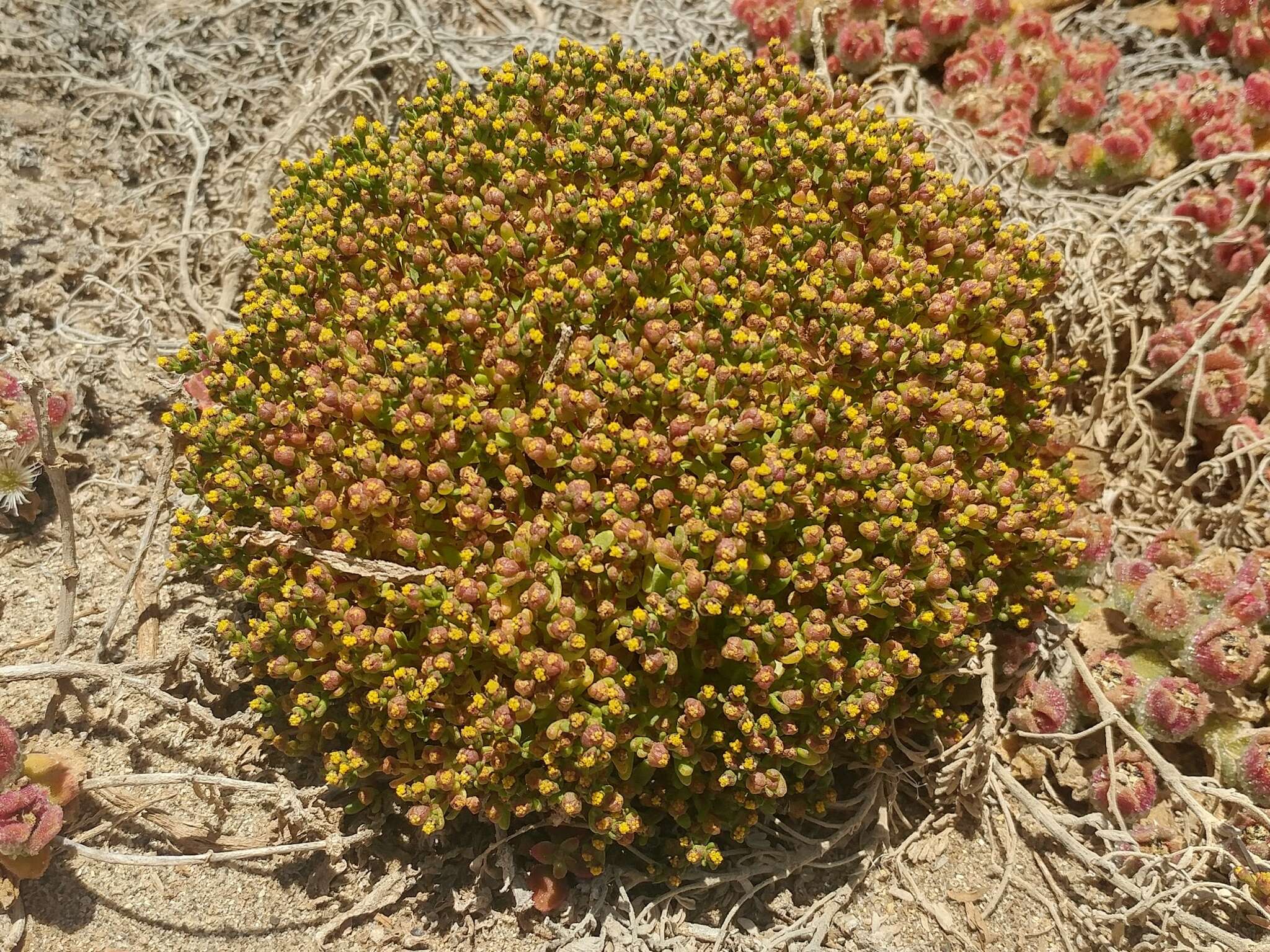 Image of amblyopappus